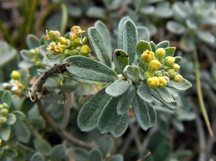 Image of Odontarrhena obovata specimen.