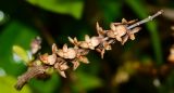 Acanthus ilicifolius