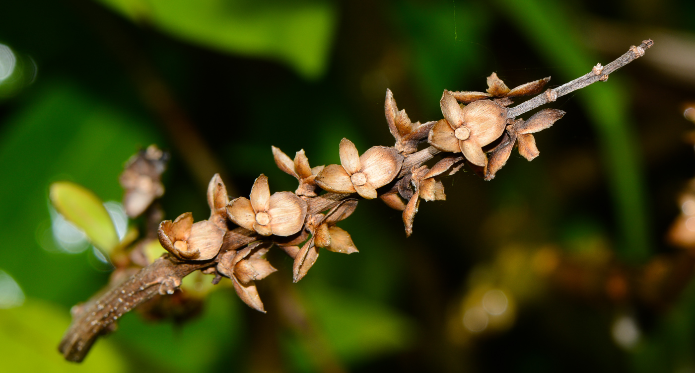 Image of Acanthus ilicifolius specimen.