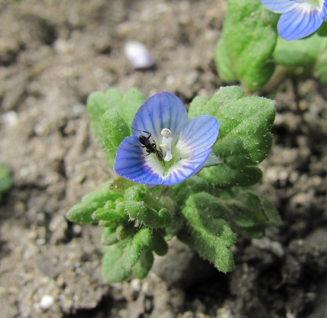 Image of Veronica polita specimen.