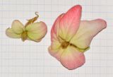 Mussaenda philippica. Прицветные листья с бутонами. Таиланд, о-в Пхукет, ботанический сад. 16.01.2017.