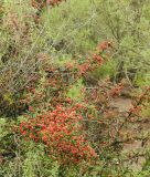 Condalia microphylla