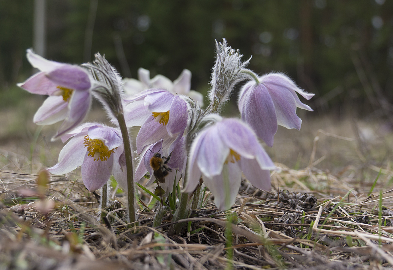 Image of Pulsatilla patens specimen.