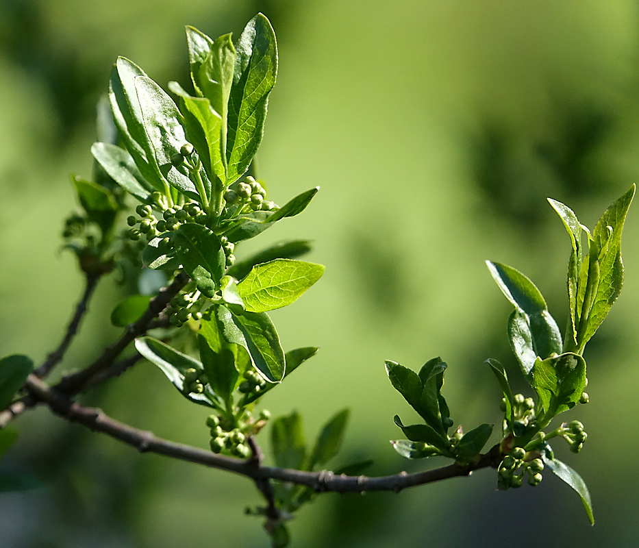 Изображение особи Euonymus europaeus.