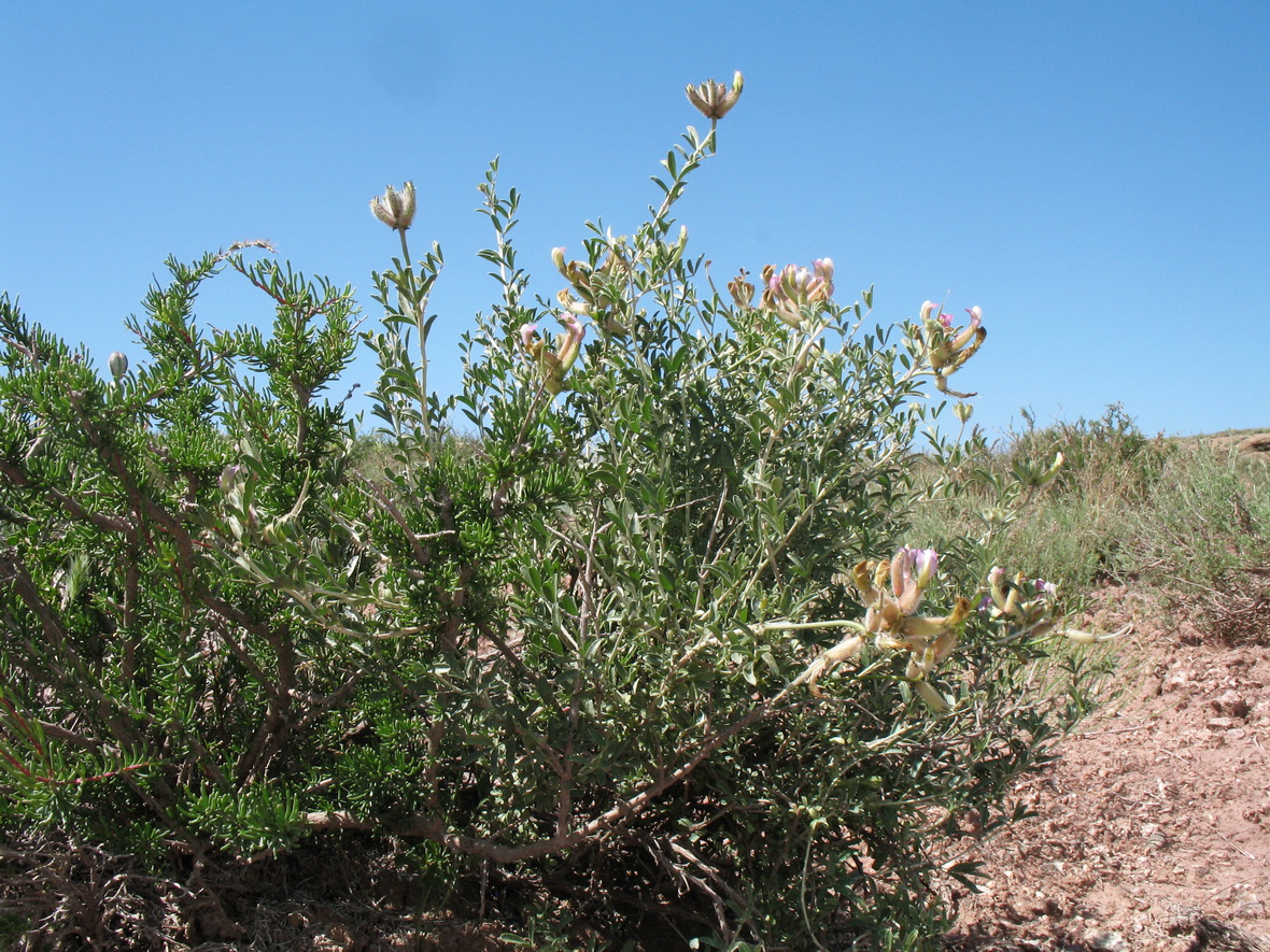 Изображение особи Astragalus aulieatensis.