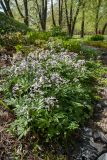 Cardamine quinquefolia