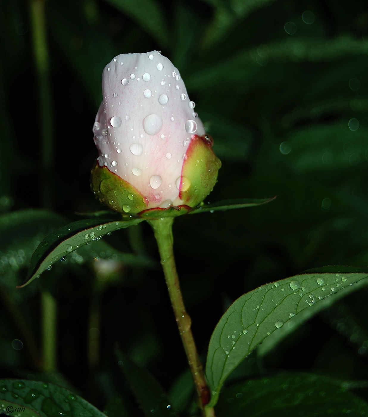 Image of Paeonia lactiflora specimen.