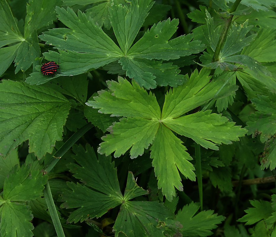 Изображение особи Trollius europaeus.