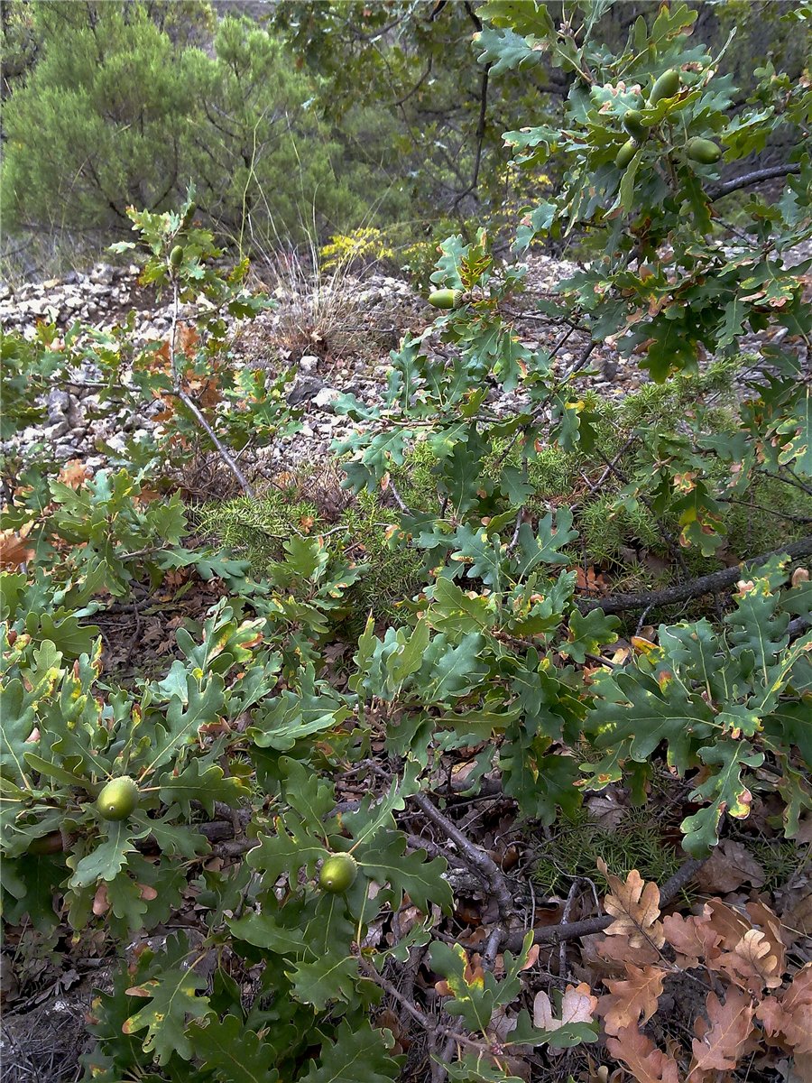 Image of Quercus petraea specimen.