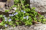 Veronica filiformis