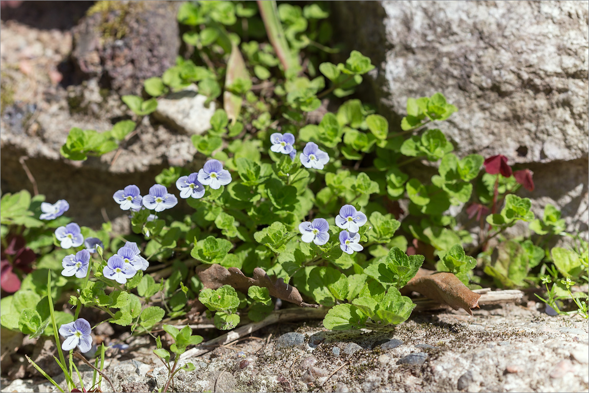 Image of Veronica filiformis specimen.