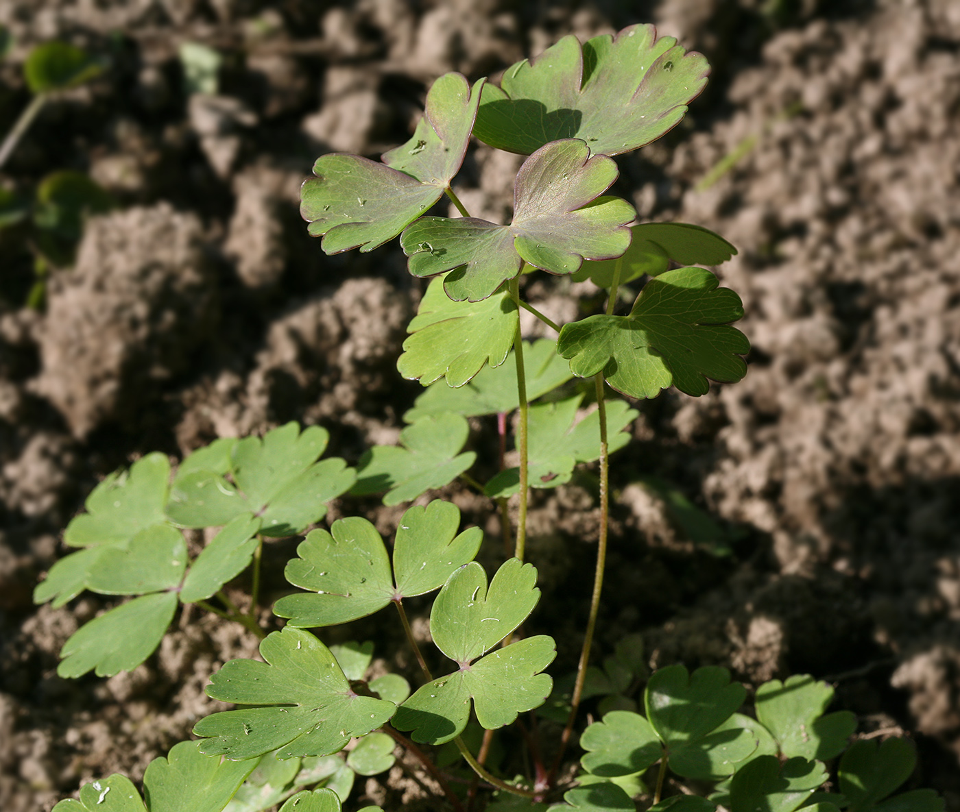 Изображение особи Aquilegia flabellata.