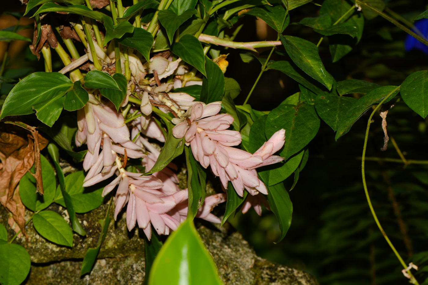 Image of Alpinia purpurata specimen.
