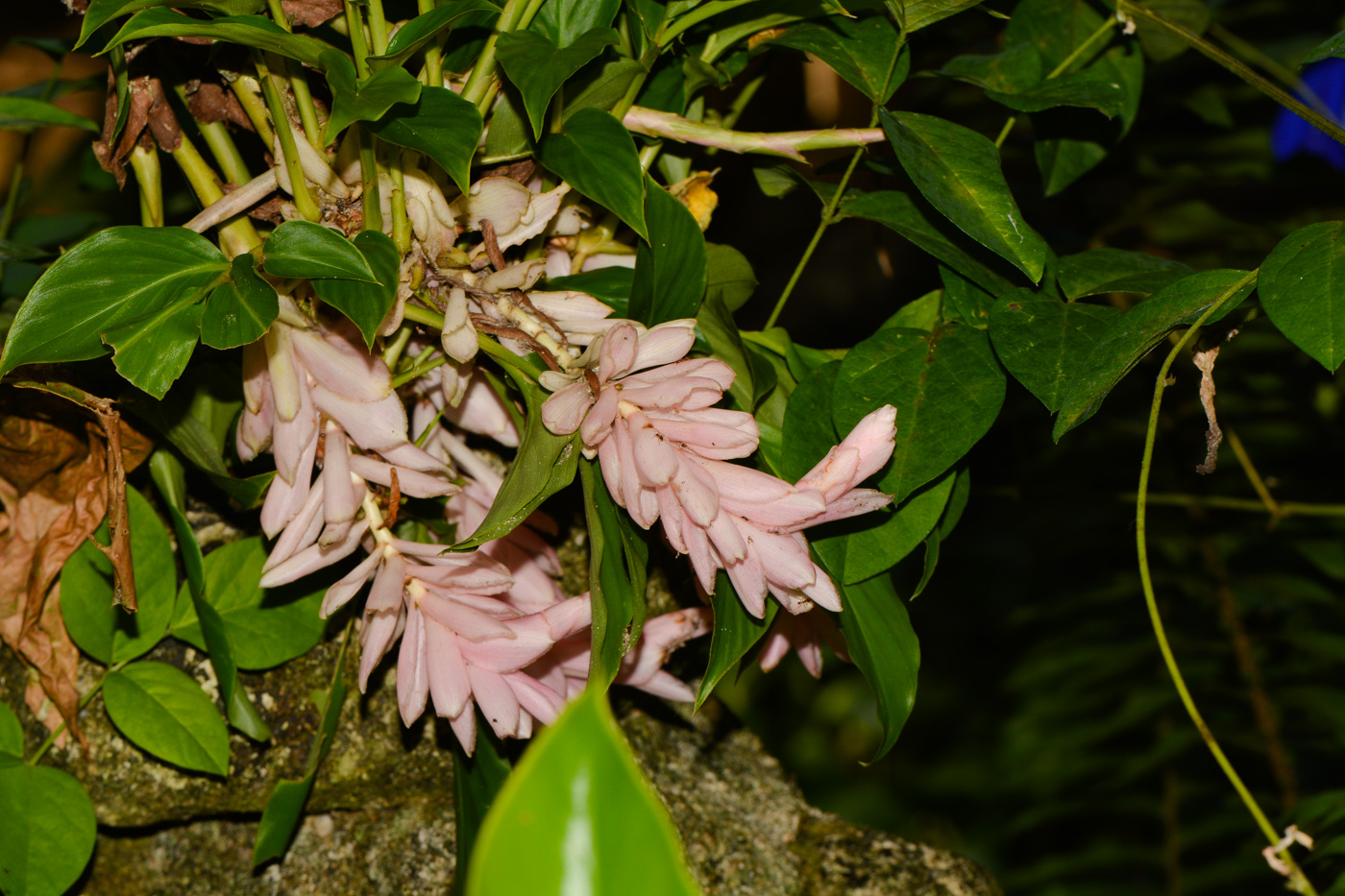 Изображение особи Alpinia purpurata.