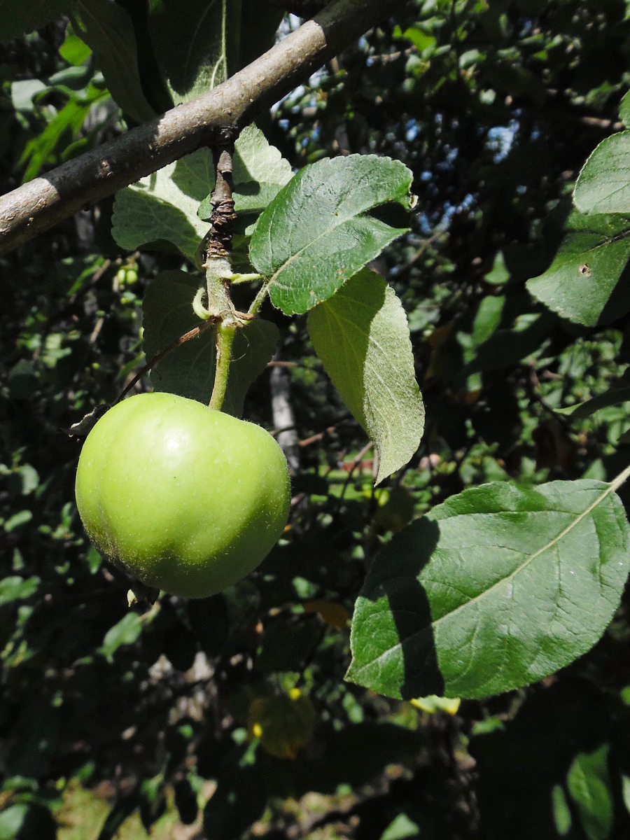 Изображение особи Malus domestica.