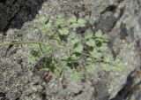Thalictrum foetidum