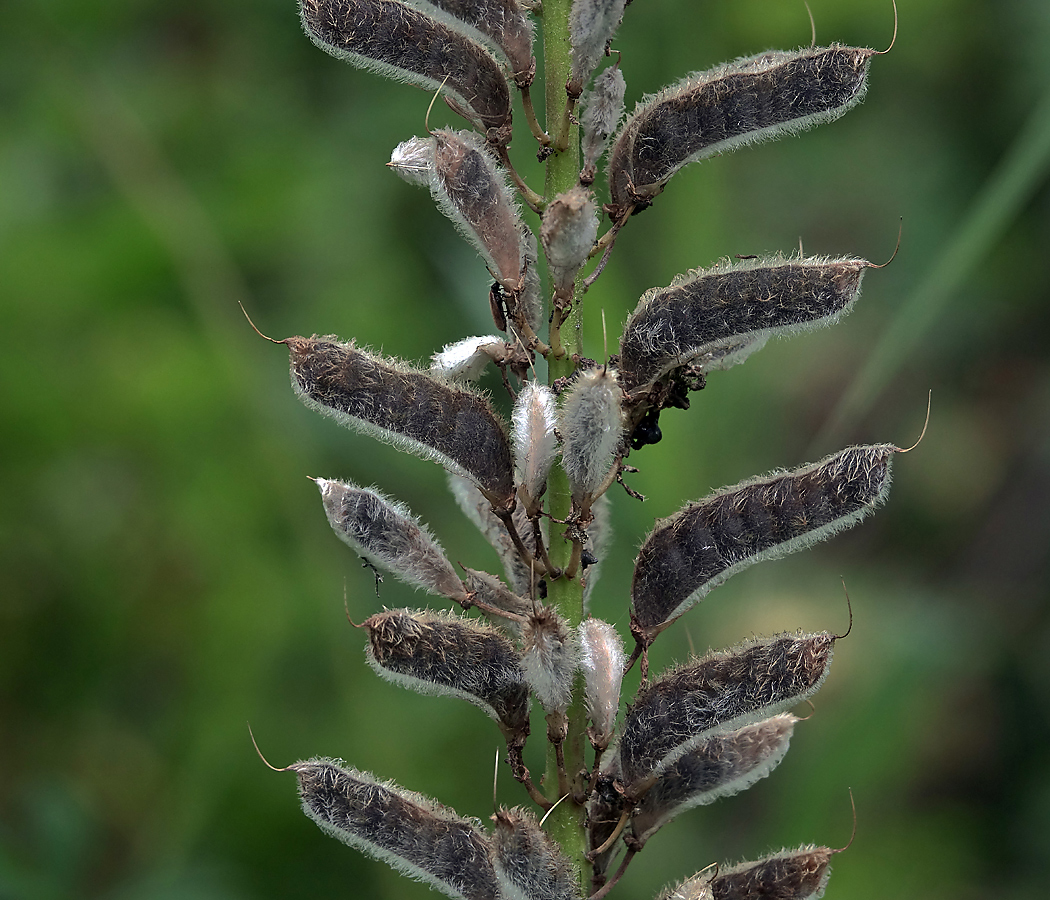 Изображение особи Lupinus polyphyllus.