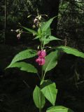 Impatiens glandulifera. Верхушка цветущего растения. Новосибирская обл., г. Новосибирск, Академгородок, берёзово-сосняк орляковый. 6 августа 2017 г.