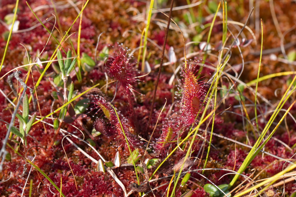 Изображение особи Drosera &times; obovata.