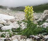 Pedicularis condensata. Цветущее растение. Адыгея, Кавказский биосферный заповедник, Фишт-Оштенский массив, юго-восточный склон горы, выс. ≈ 2300 м н.у.м., каменистая осыпь. 13.08.2016.