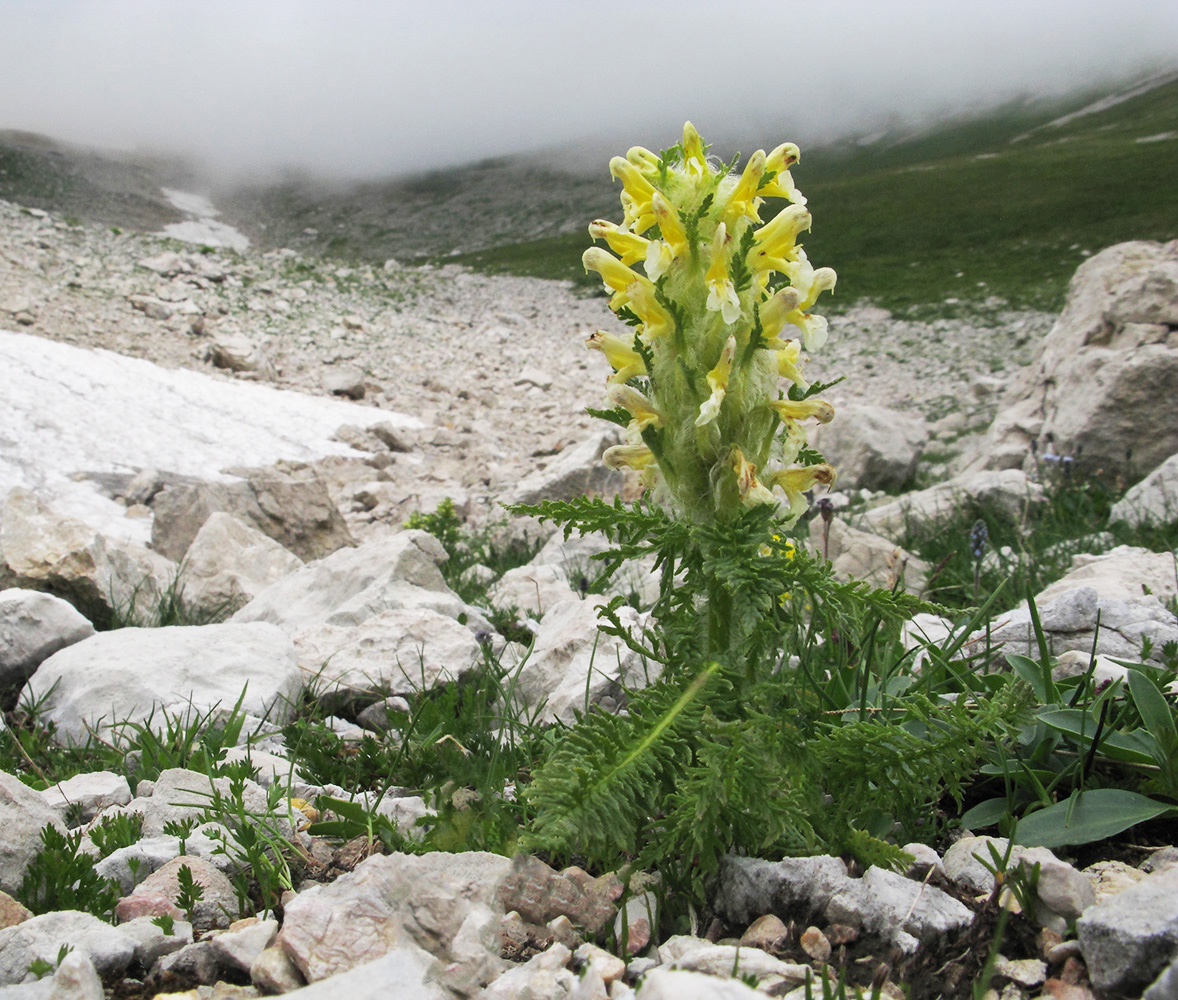 Изображение особи Pedicularis condensata.