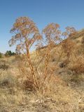 Ferula penninervis