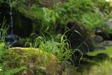 Elymus caninus