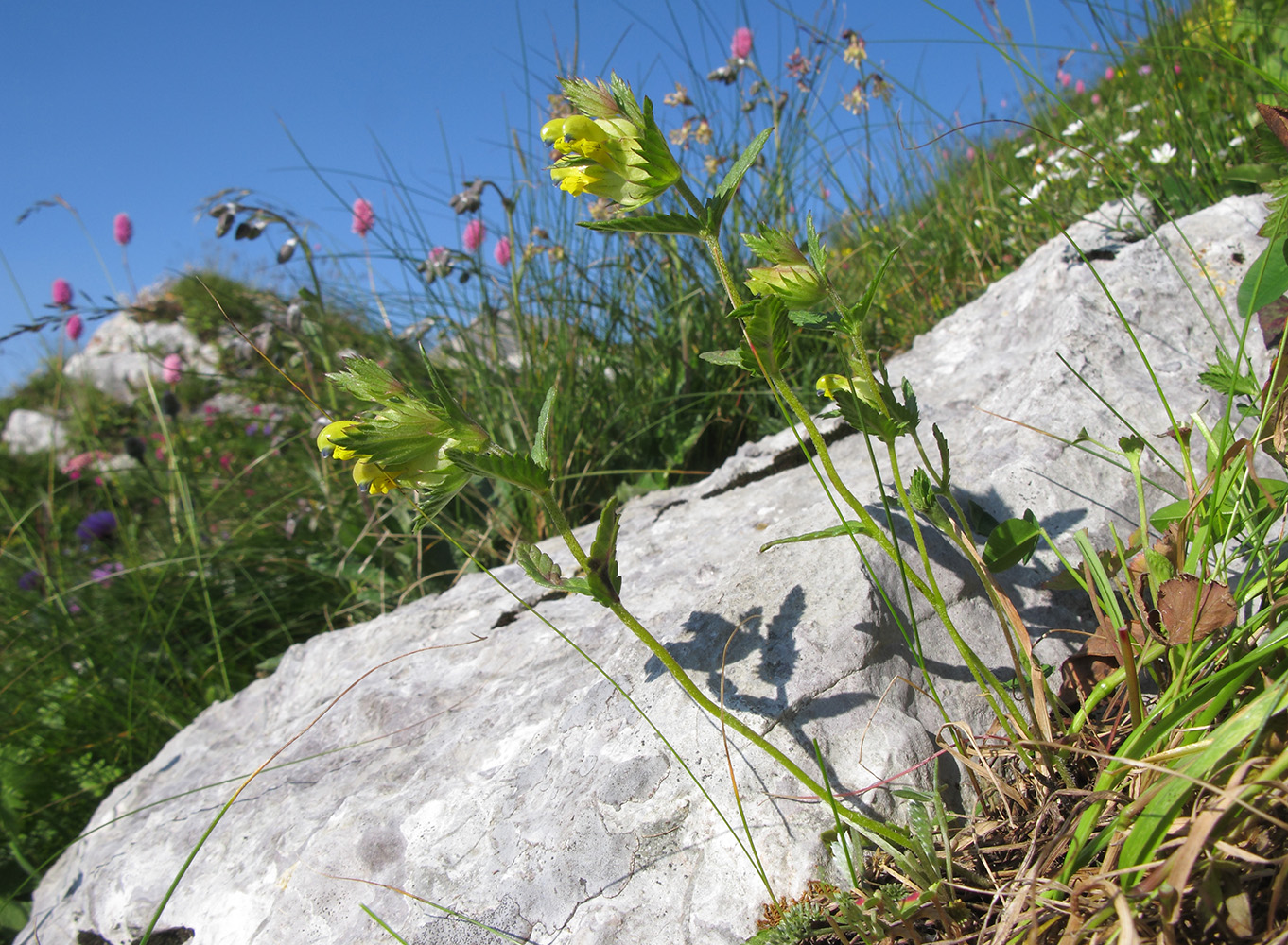 Image of Rhinanthus subulatus specimen.