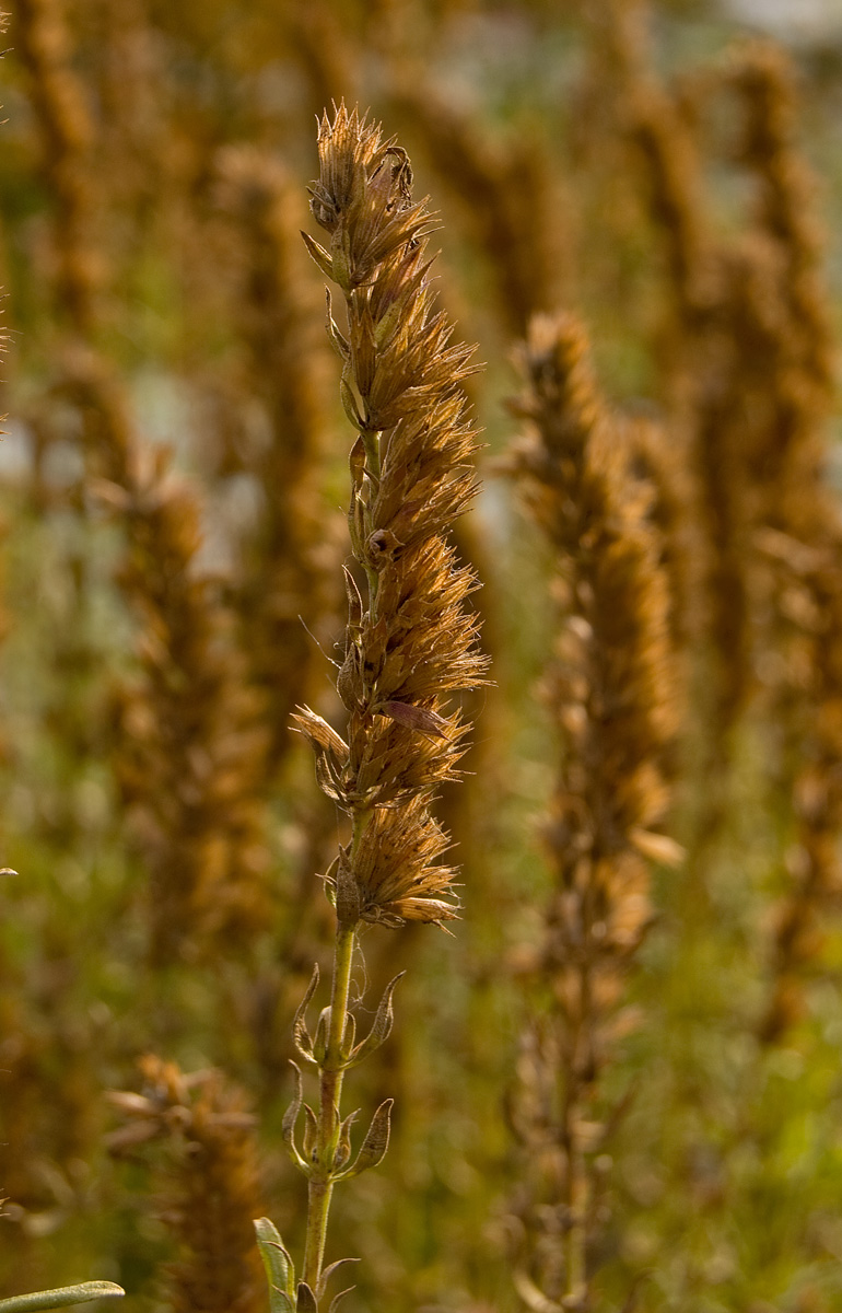 Image of Hyssopus officinalis specimen.