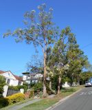 Angophora costata. Цветущие растения. Австралия, г. Брисбен, уличное озеленение. 05.11.2017.