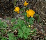 Trollius kytmanovii