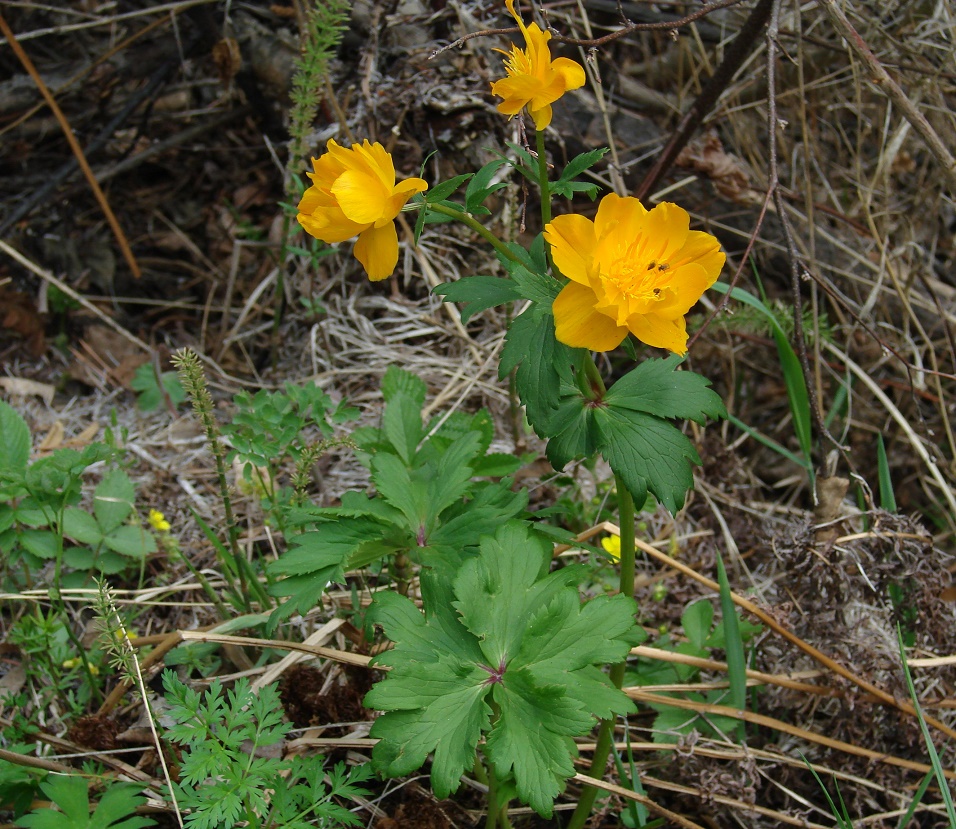 Изображение особи Trollius kytmanovii.