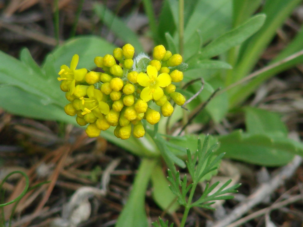 Изображение особи Patrinia sibirica.