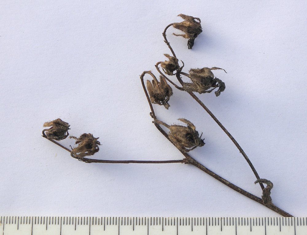 Image of Campanula hohenackeri specimen.