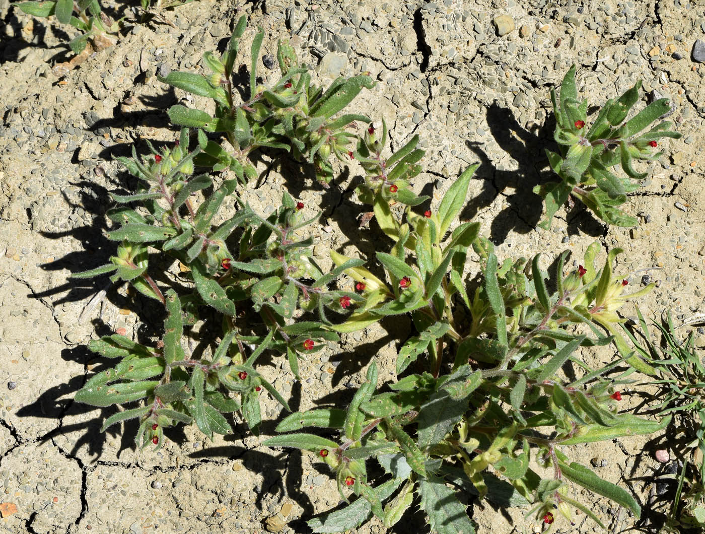 Image of Nonea caspica specimen.