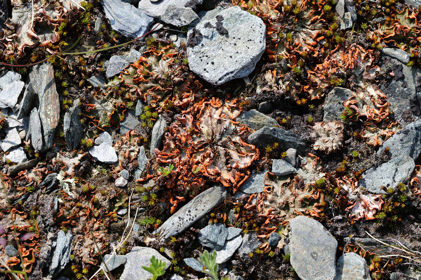 Image of Solorina crocea specimen.