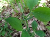 Lathyrus miniatus