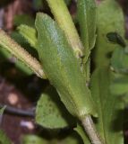 Malcolmia crenulata