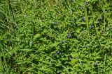 Scutellaria galericulata. Цветущие растения. Восточный Казахстан, г. Усть-Каменогорск, берег р. Ульба, влажный луг. 09.08.2017.