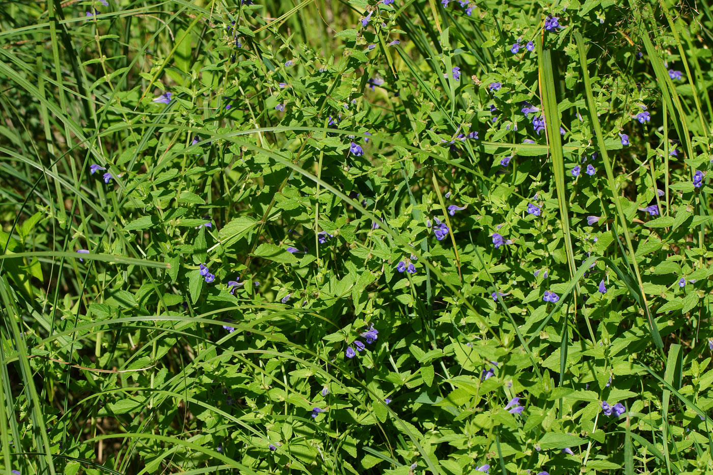 Изображение особи Scutellaria galericulata.