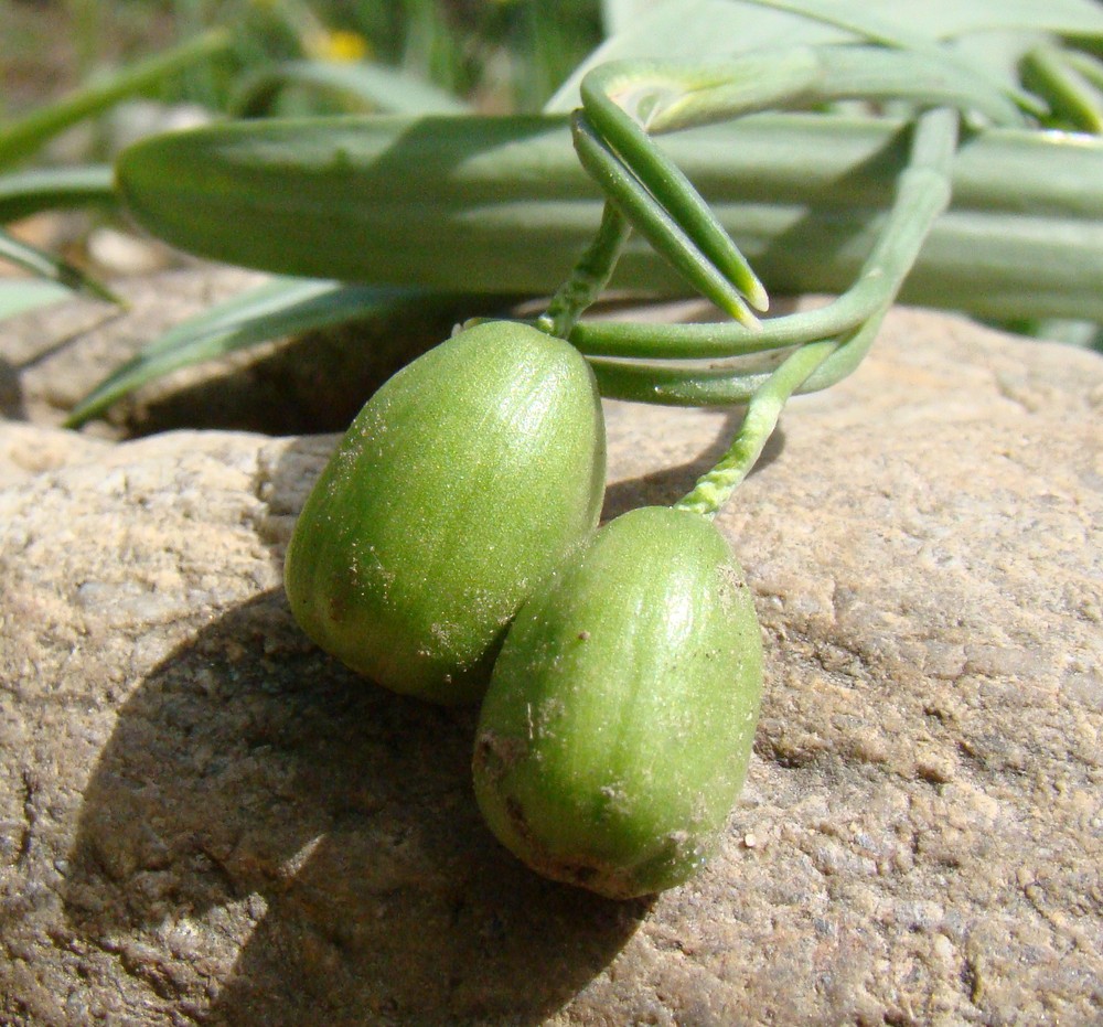 Image of Galanthus alpinus specimen.