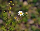 Pyrethrum parthenifolium. Соцветия. Абхазия, Рицинский реликтовый национальный парк, долина р. Аджарра, ≈ 2000 м н.у.м., каменистый склон. 12.07.2017.