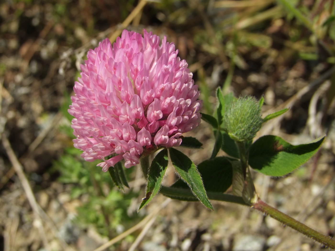 Image of Trifolium pratense specimen.