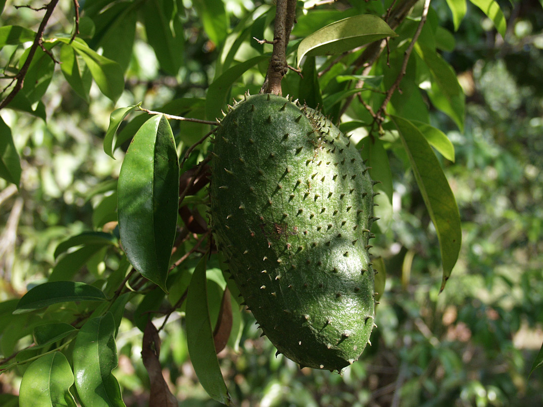 Image of Annona muricata specimen.