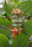 Holmskioldia sanguinea