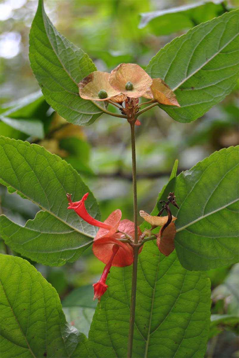 Изображение особи Holmskioldia sanguinea.