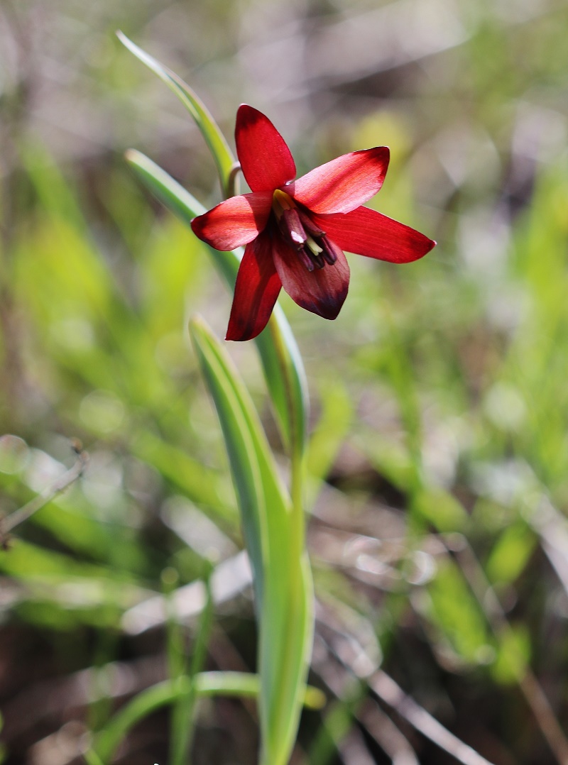 Image of Fritillaria pinardii ssp. hajastanica specimen.