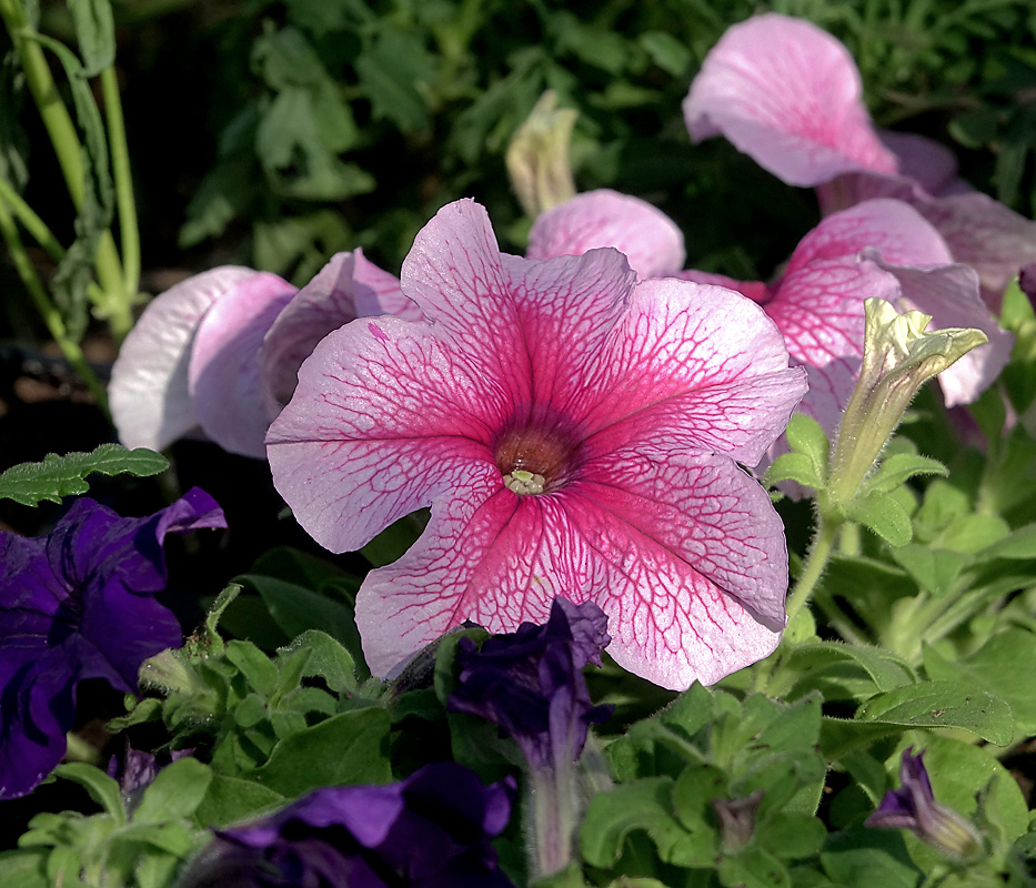 Изображение особи Petunia &times; hybrida.