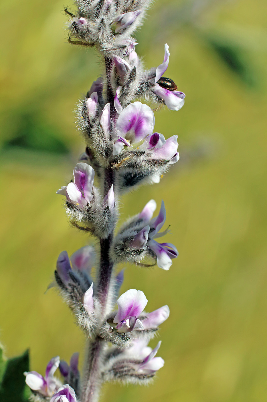 Изображение особи Psoralea drupacea.