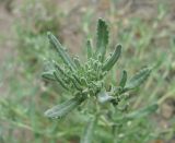 Teucrium capitatum